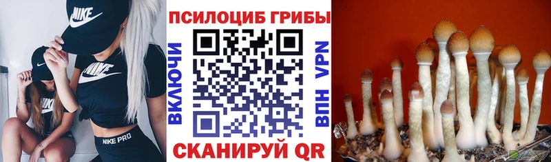 Псилоцибиновые грибы GOLDEN TEACHER  Воронеж 